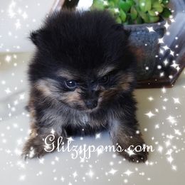 Pomeranian Puppies from Glitzypoms