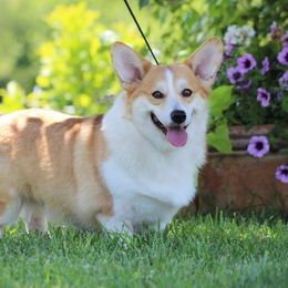 Luna - Pembroke Welsh Corgi