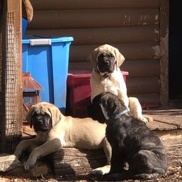 Mastiff Puppies from Majestic Mastiffs of Florida