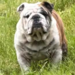 Bulldogs from englishbulldogsOK!