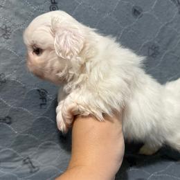 Buzz - Cream male Pekingese puppy in Clinton, Tennessee from Gracelands Pekingese