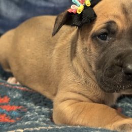 Presley - Fawn female Great Dane puppy in Hutchinson, Kansas from Dappled Danes