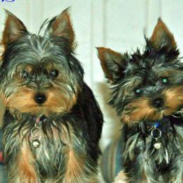 Yorkshire Terriers from Mustard Seed Meadows