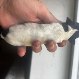 Boy 1 - Parti male Miniature Schnauzer puppy in Dunlap, Tennessee from Beards of Glory