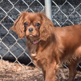 Cavalier King Charles Spaniels and Golden Retrievers from Cloverleaf Connections
