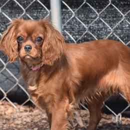 Cavalier King Charles Spaniels and Golden Retrievers from Cloverleaf Connections