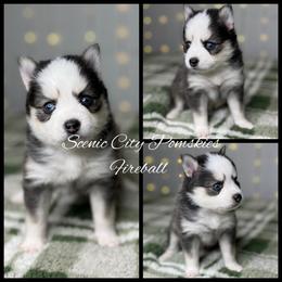 Fireball - Black and white male Pomsky puppy in Rossville, Georgia from Scenic City Pomskies