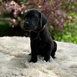Sage - Black female Great Dane puppy in Beulah, Michigan from Northwood Euro Danes and Bassets