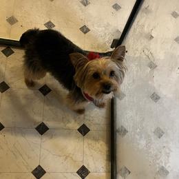 Snickers - Yorkshire Terrier