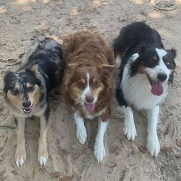 Australian Shepherd All Grown Up from Powell's Paws