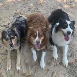 Australian Shepherd All Grown Up from Powell's Paws
