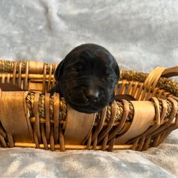 Lola - Black female Labrador Retriever puppy in Rootstown, Ohio from Blue Bandana Retrievers