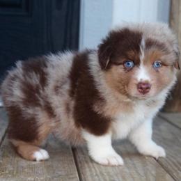 Cheshire Cat - Red merle male Australian Shepherd puppy in Star City, Arkansas from Blush & Lace Aussie Co.