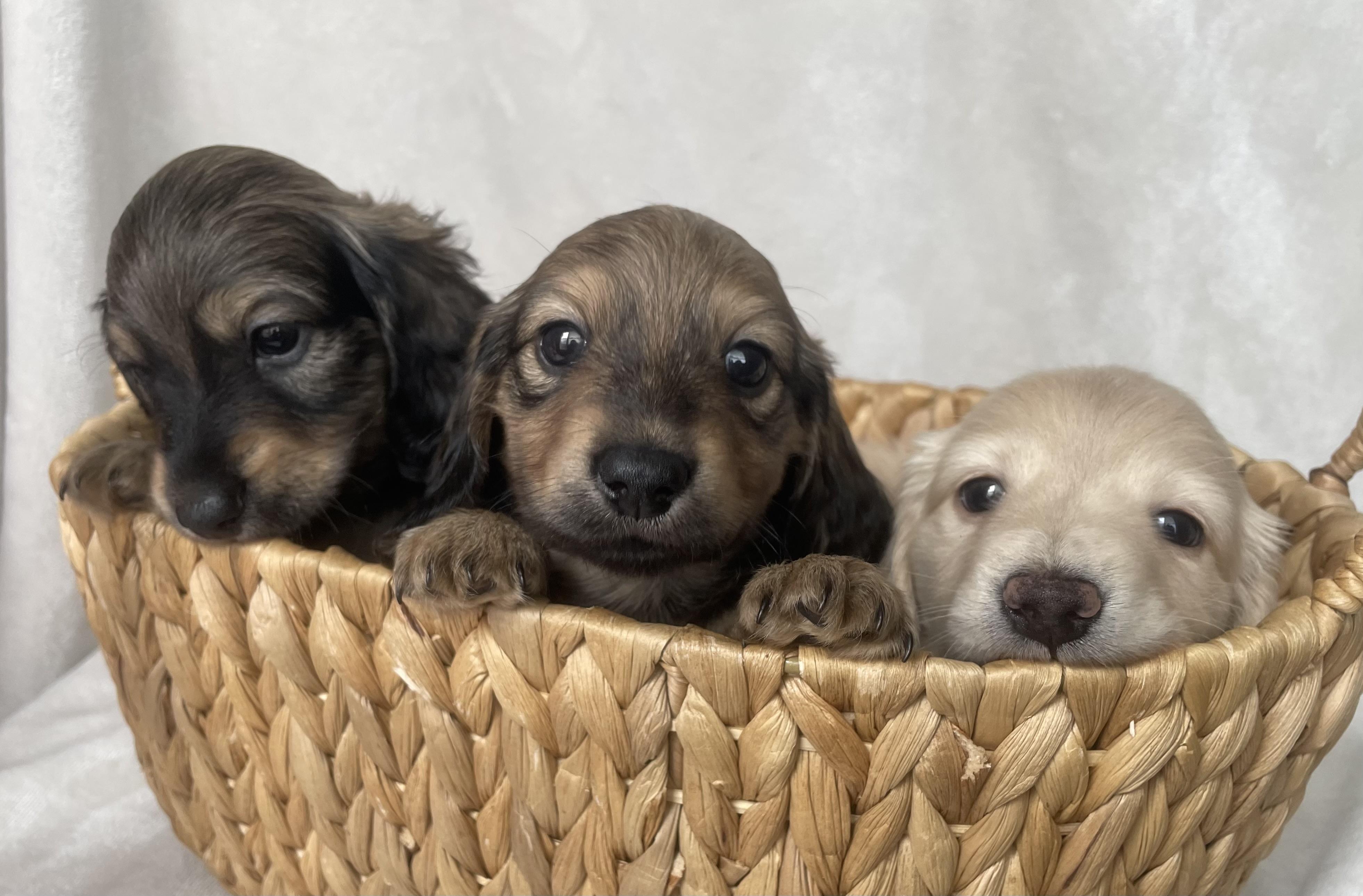 Free Dachshund Puppies In Georgia
