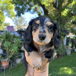 Boy 1 - Dapple male Dachshund puppy in Modesto, California from Torres Dachshunds