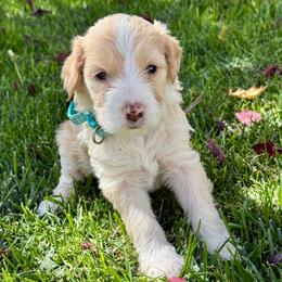 Jinx - Yellow and white female Bernedoodle puppy in Springville, Utah from Oodles of Bernedoodles