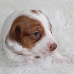 Red Piebald Female - Piebald female Dachshund puppy in Lily, Kentucky from Little Acres Miniature Dachshunds