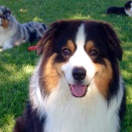 “Coach” - Australian Shepherd