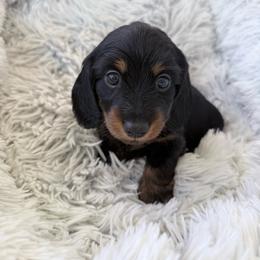 Milo - Blue and tan male Dachshund puppy in Eugene, Oregon from FurEver Home