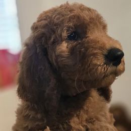 Goldendoodles from Jessica of Applebear Goldendoodle Puppies