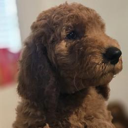 Goldendoodles from Jessica of Applebear Goldendoodle Puppies