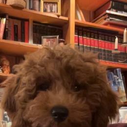 Assorted Doodle Crosses, Bernedoodle, Goldendoodle, and Labradoodle All Grown Up from Erica’s Doodles