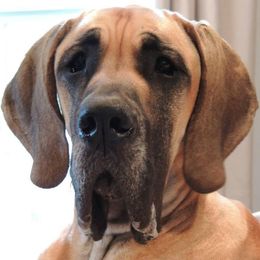 Great Danes from Walden's Great Danes