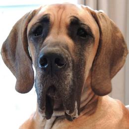 Great Danes from Walden's Great Danes