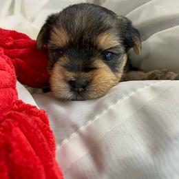 Baby boy Orange - Black and tan male Yorkshire Terrier puppy in Rock Hill, South Carolina from Teddy Bear Yorkies