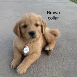 Brown collar boy - Dark golden male Golden Retriever puppy in Petaluma, California from Contango Goldens
