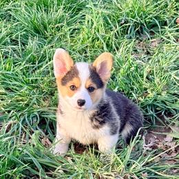 Snow Leopard - Black and tan female Pembroke Welsh Corgi puppy in Ashland, Ohio from SS Australian Shepherds