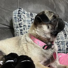 Pugs from Maria Martin