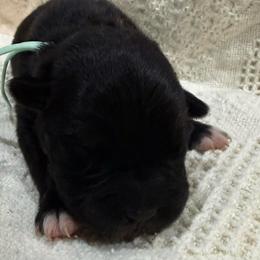Shadow - Black brindle female Cane Corso puppy in Utah from 3Lake Kennelz