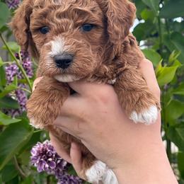 Duke - Red  male Poodle puppy in Caldwell, Idaho from Treasure Valley Poodles