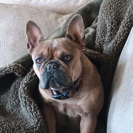 French Bulldogs from Heritage Lane French bulldogs