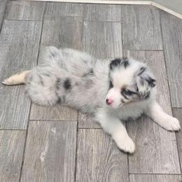 Galaxy BMM - Blue merle male Australian Shepherd puppy in Rainsville, Alabama from Chaparro Farm