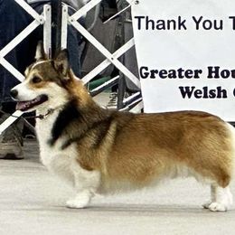 Levi - Pembroke Welsh Corgi