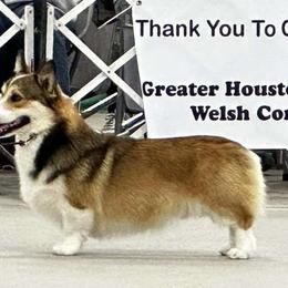 Levi - Pembroke Welsh Corgi
