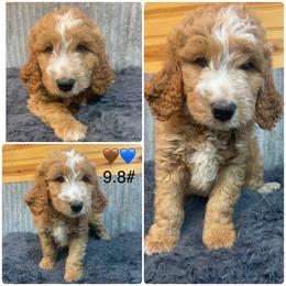 Brown collar - Apricot male Goldendoodle puppy in Clarksville, Iowa from Iowa Heartland Doodles