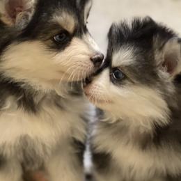 Pomskies from TyeDye Pomskies and Poms