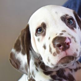 Dalmatian Puppies from Sublime Dalmatians