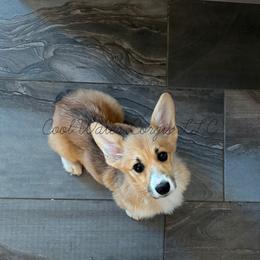 Daisy - Red female Pembroke Welsh Corgi puppy in Kiowa, Colorado from Cool Water Corgis LLC