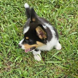 Little Jimber - male American Corgi puppy in Tennessee from Voneida Collies & Corgis