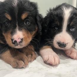 Bernedoodle Puppies from Cove Creek Companions
