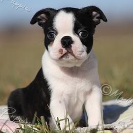 AKC 'Jax' - Black and white male Boston Terrier puppy in Lamar, Missouri from Marti Acres ~ Boston Terrier & Beagles