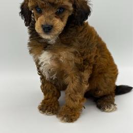 Cuddles - Sable male Poodle puppy in Wheatland, California from Sapphire Ridge Poodles