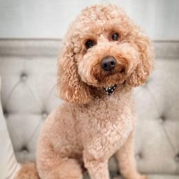 Conner - Poodle