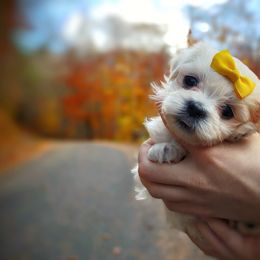 Companion Cross, Maltese, and Maltipoo Puppies from Seeking Shalom Acres Maltese, Maltipoos & Havamalts