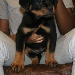 Rottweiler Puppies from Von Gottlich Rott