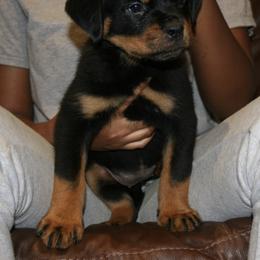 Rottweiler Puppies from Von Gottlich Rott